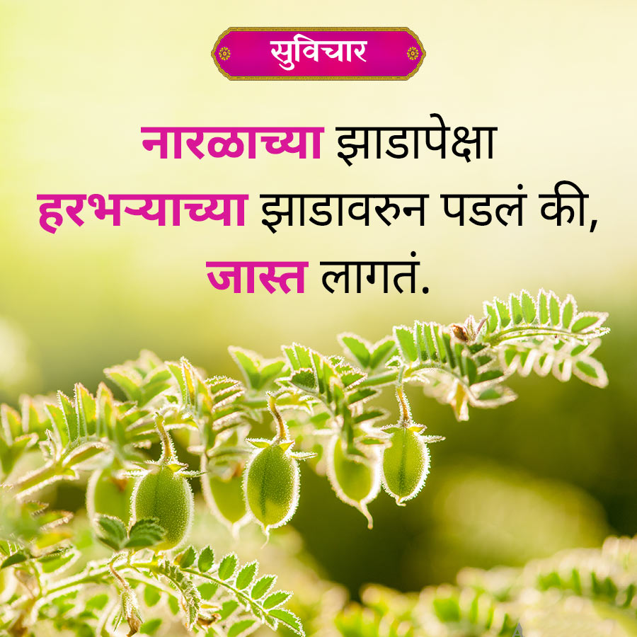 सुविचार
नारळाच्या झाडापेक्षा
हरभऱ्याच्या झाडावरुन पडलं की,
जास्त लागतं.
000