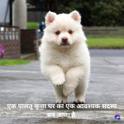 एक पालतू कुत्ता घर का एक आवश्यक सदस्य
बन जाता है..