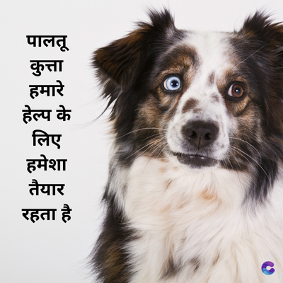 पालतू
कुत्ता
हमारे
हेल्प के
लिए
हमेशा
तैयार
रहता है