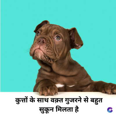 कुत्तों के साथ वक़्त गुजरने से बहुत
सुकून मिलता है